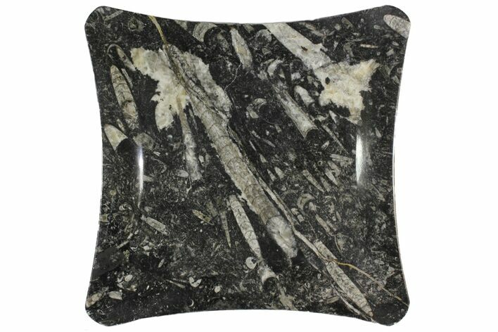 Fossil Orthoceras & Goniatite Square Plate - Stoneware #140293